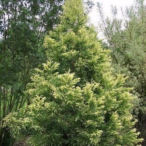 Japán cédrus (Cryptomeria japonica 'Barabits Gold')