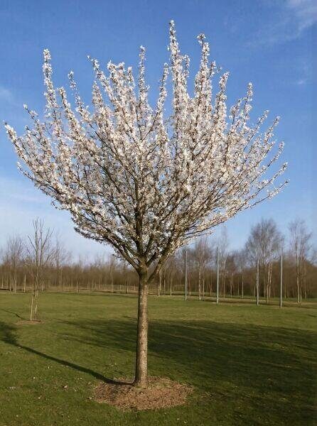 Japán hegyicsersznye (Prunus incisa 'Umineko')