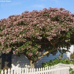 Japán illatosfafaj (Clerodendron trichotomum 'Purple Blaze')