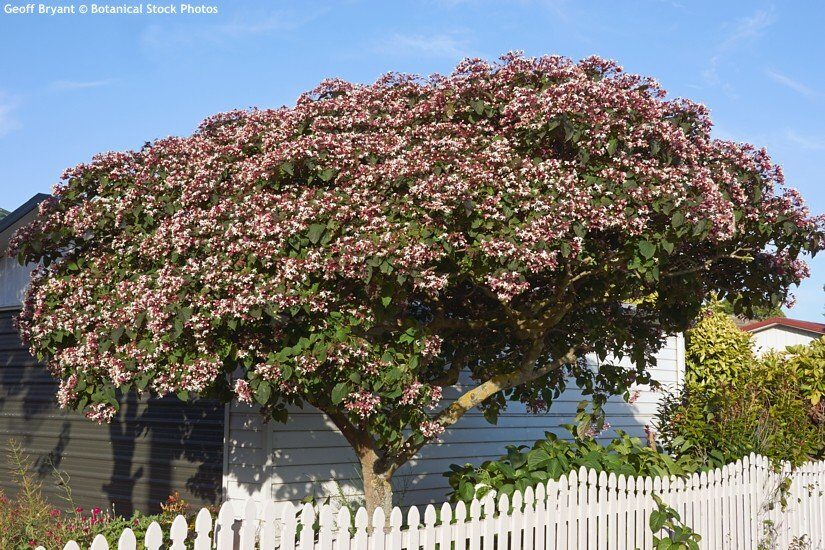 Japán illatosfafaj (Clerodendron trichotomum 'Purple Blaze')