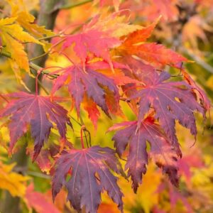 Japán juhar (Acer 'Arctic Jade')