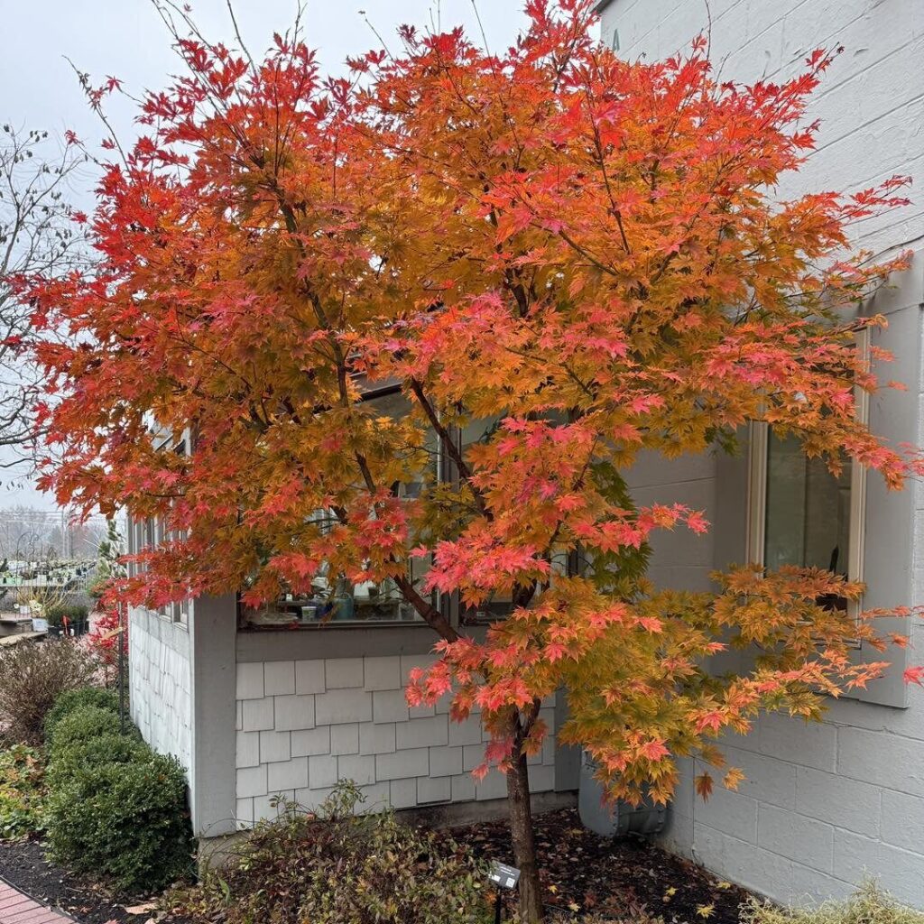 Japán juhar (Acer 'North Wind')