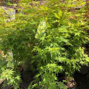 Japán juhar (Acer palmatum 'Going Green')