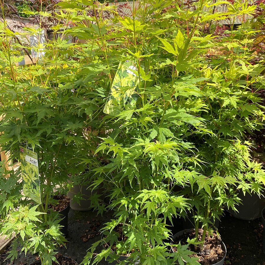 Japán juhar (Acer palmatum 'Going Green')