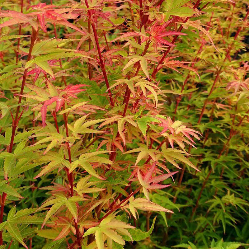 Japán juhar (Acer palmatum 'Herhaim')