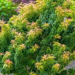 Japán juhar (Acer palmatum 'Kotohime')