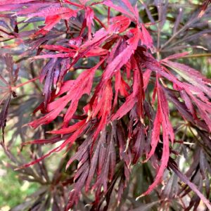 Japán juhar (Acer palmatum 'Lionheart')