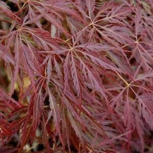 Japán juhar (Acer palmatum 'Pendulum Julian')