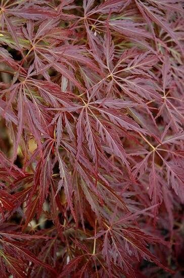 Japán juhar (Acer palmatum 'Pendulum Julian')