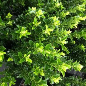 Japán kecskerágó (Euonymus japonicus)