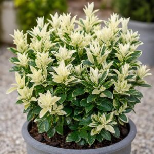 Japán kecskerágó (Euonymus japonicus 'Paloma Blanca')