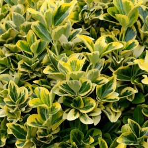 Japán kecskerágó (Euonymus japonicus 'President Gauthier')