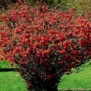Japánbirs (Chaenomeles japonica 'Etna')