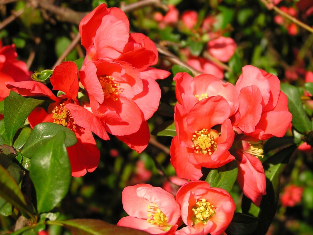 Japánbirs (Chaenomeles japonica sp.)