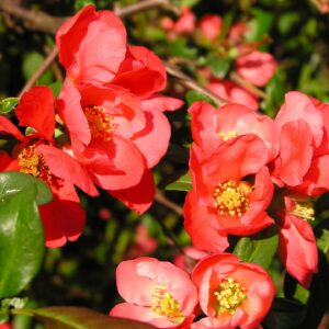 Japánbirs (Chaenomeles japonica sp.)