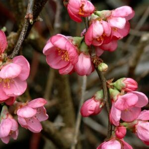 Japánbirs (Chaenomeles superba 'Pink Lady')