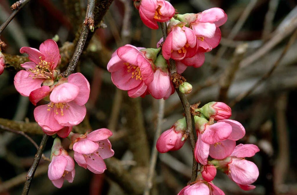 Japánbirs (Chaenomeles superba 'Pink Lady')