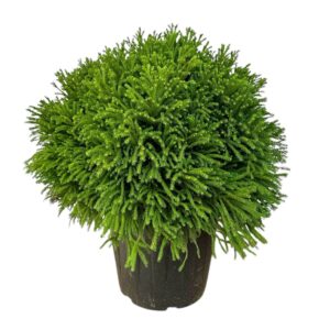 Japánciprus (Cryptomeria japonica 'Globosa Nana')