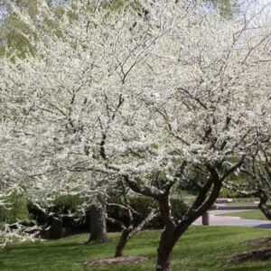 Júdásfa (Cercis canadensis 'Texas White')