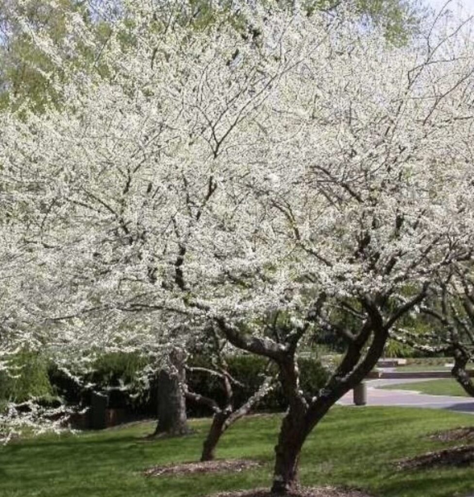 Júdásfa (Cercis canadensis 'Texas White')