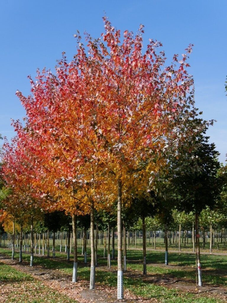 Juhar (Acer freemanii 'Sienna')