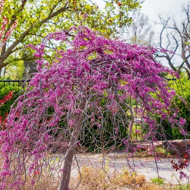 Kanadai díszcserszömörce (Cercis canadensis)