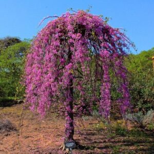 Kanadai díszfa (Cercis canadensis 'Lavender Twist')