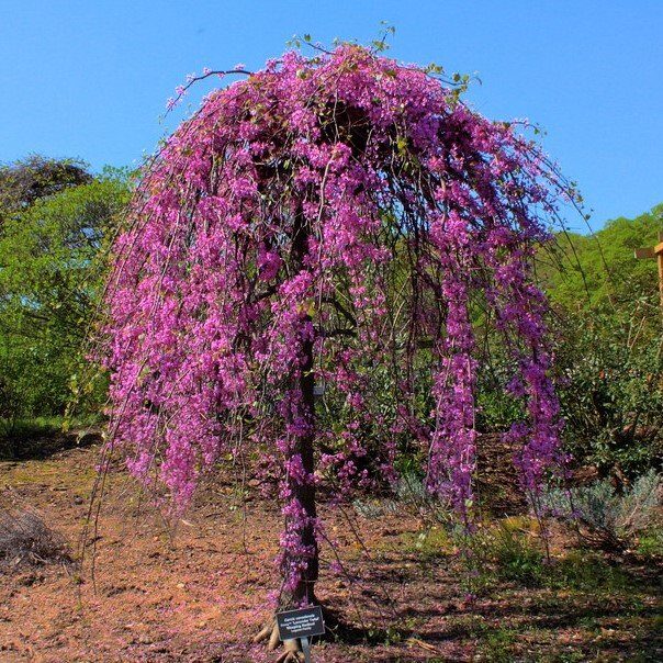 Kanadai díszfa (Cercis canadensis 'Lavender Twist')