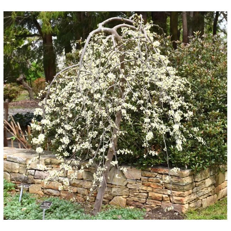 Kanadai díszfa (Cercis canadensis 'Vanilla Twist')