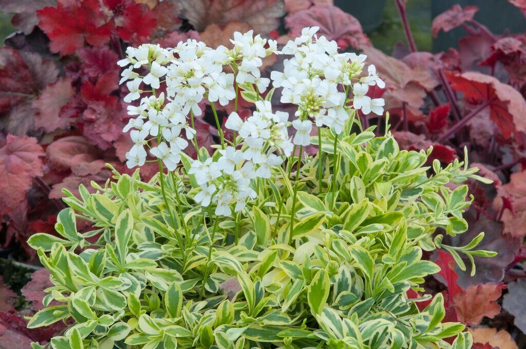 Kaukázusi ikravirág (Arabis ferdinandi-coburgii 'Old Gold')