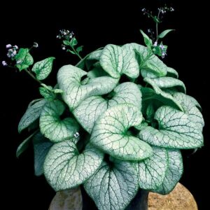 Kaukázusi nefelejcs (Brunnera macrophylla 'Alchemy Silver')