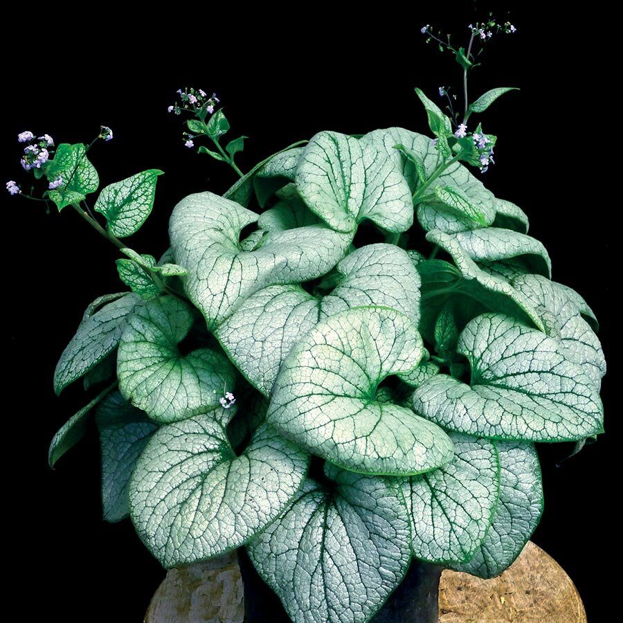 Kaukázusi nefelejcs (Brunnera macrophylla 'Alchemy Silver')