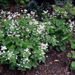 Kaukázusi nefelejcs (Brunnera macrophylla 'Betty Bowring')