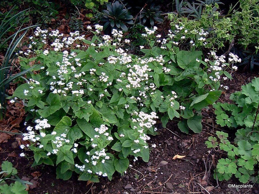 Kaukázusi nefelejcs (Brunnera macrophylla 'Betty Bowring')