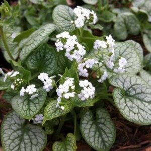 Kaukázusi nefelejcs (Brunnera macrophylla 'Mr. Morse')