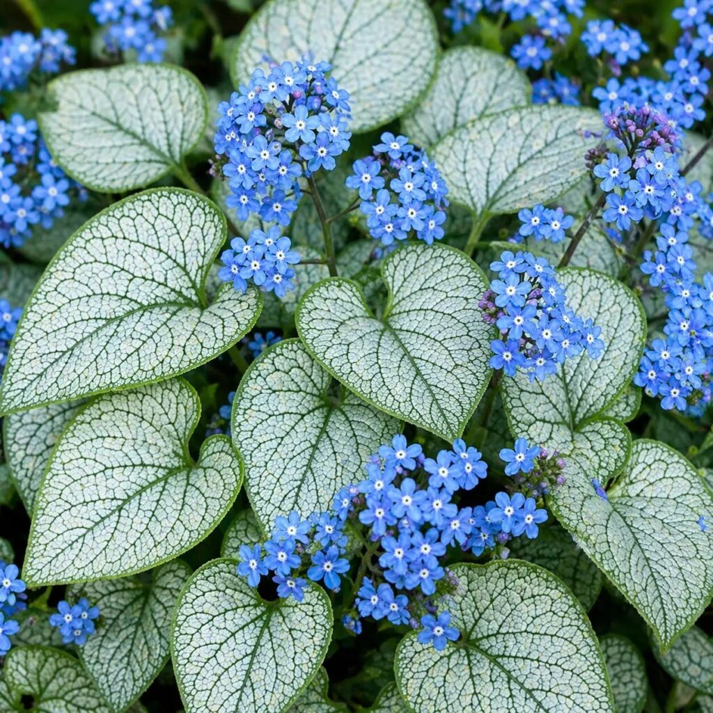 Kaukázusi nefelejcs (Brunnera macrophylla 'Silver Heart')