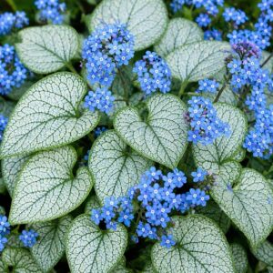 Kaukázusi nefelejcs (Brunnera macrophylla 'Silver Heart')