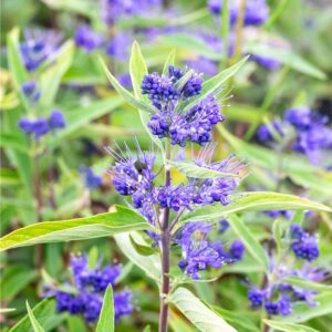 Kék szakáll (Caryopteris clandonensis 'Kew Blue')