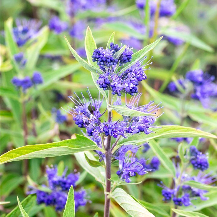 Kék szakáll (Caryopteris clandonensis 'Kew Blue')