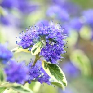 Kék szakáll (Caryopteris clandonensis 'White Surprise')