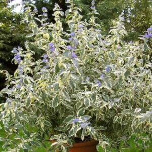Kék szakáll (Caryopteris clandonensis 'White Surprise')