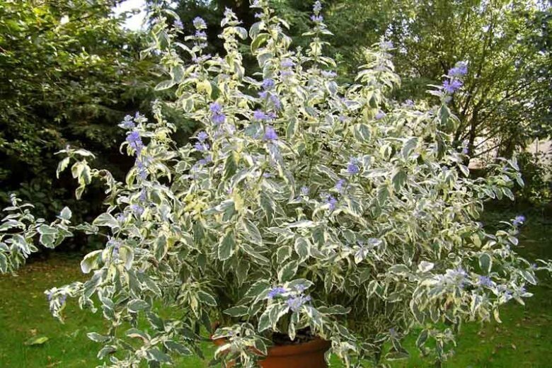 Kék szakáll (Caryopteris clandonensis 'White Surprise')