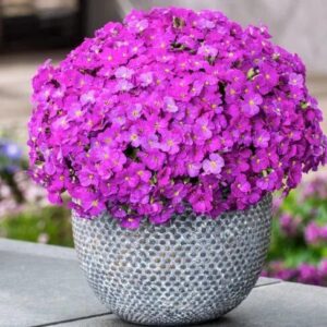 Kerti ternye (Aubrieta cultorum 'Florado Neon Pink')