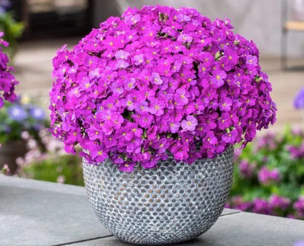 Kerti ternye (Aubrieta cultorum 'Florado Neon Pink')