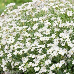 Kerti ternye (Aubrieta cultorum 'Florado White')