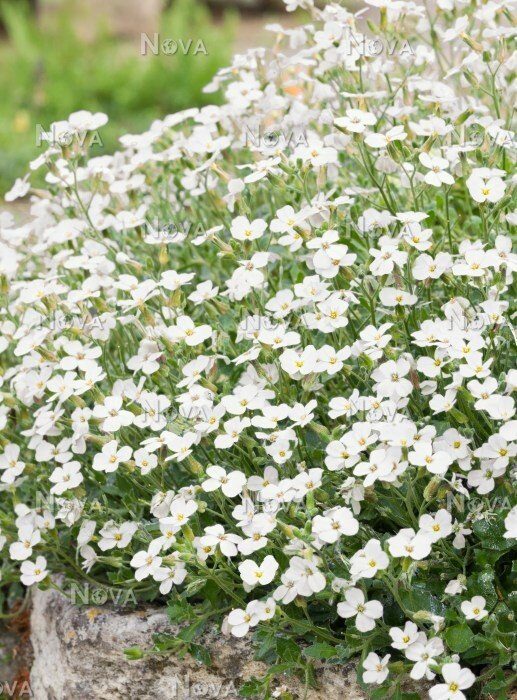 Kerti ternye (Aubrieta cultorum 'Florado White')