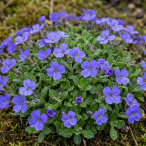 Kerti ternye (Aubrieta cultorum 'Kitte Blue')