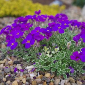 Kerti ternye (Aubrieta cultorum 'Silberrand')