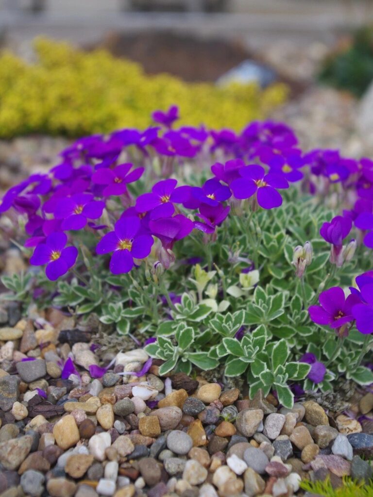 Kerti ternye (Aubrieta cultorum 'Silberrand')