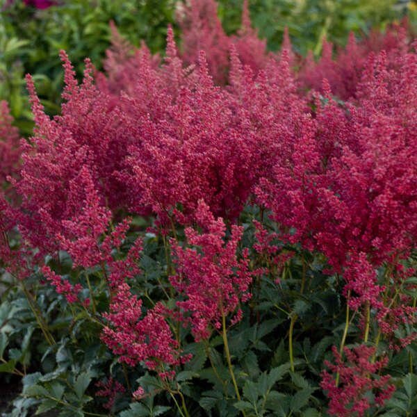 Kerti tollbuga (Astilbe japonica 'Montgomery')